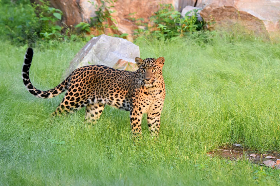 Jhalana Leopard Safari Image