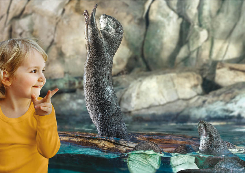 Let your kids enjoy with friendly otters
