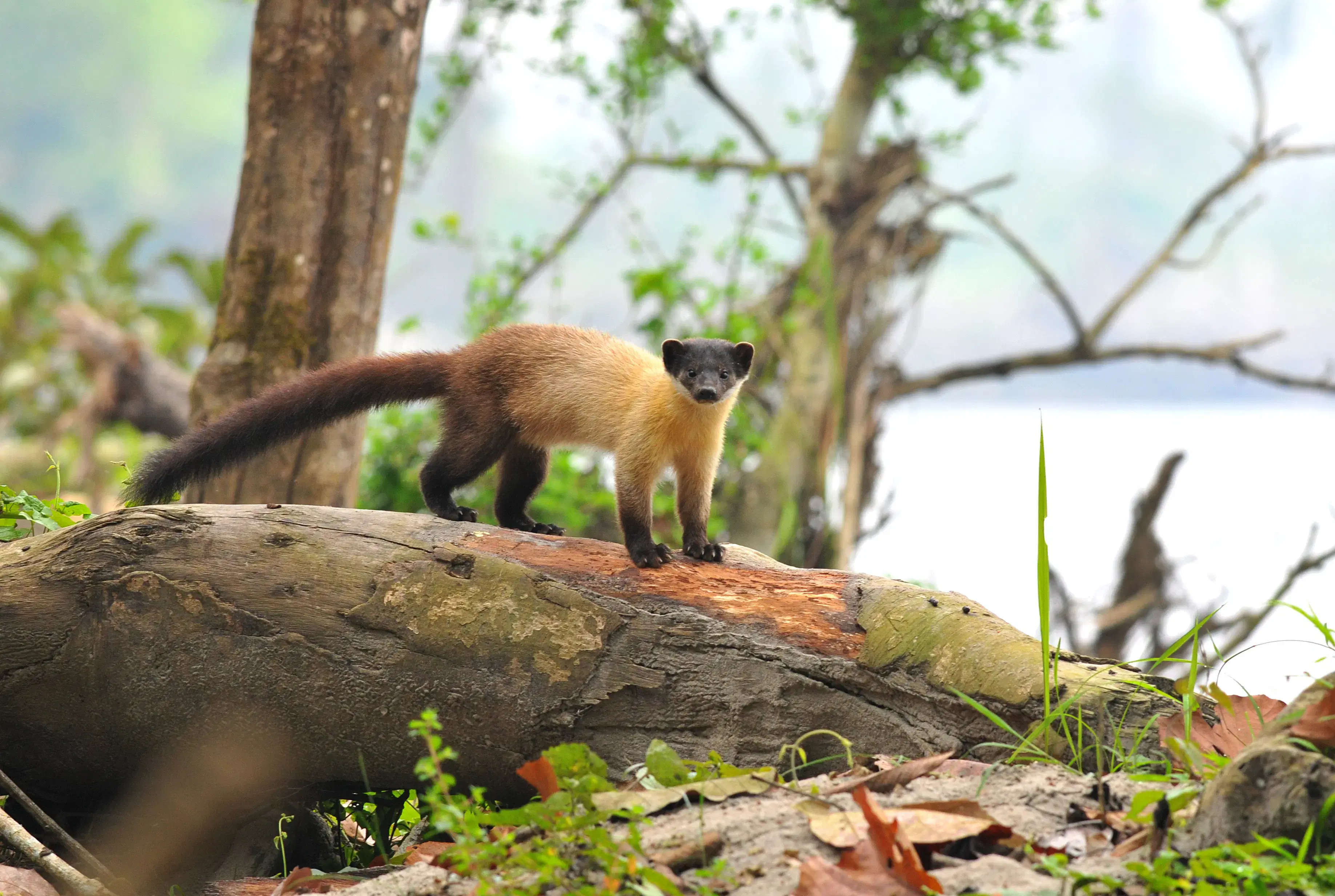 Arunachal Pradesh Packages from Cochin | Get Upto 40% Off