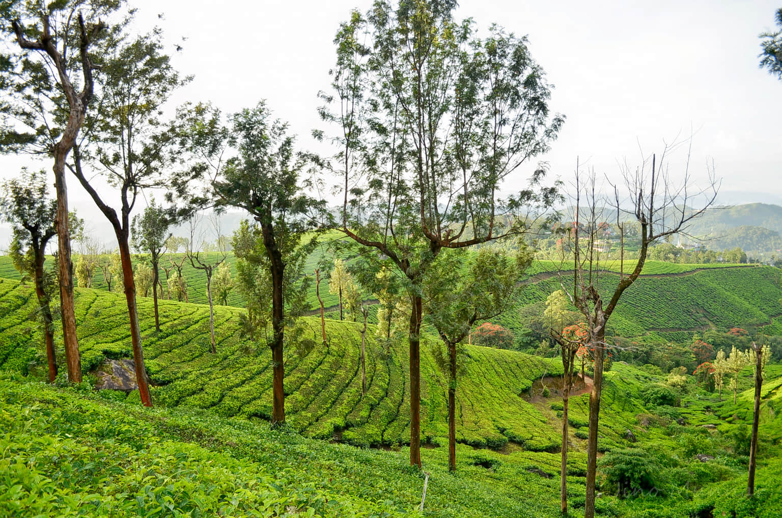 Chithirapuram, <em>Munnar</em>