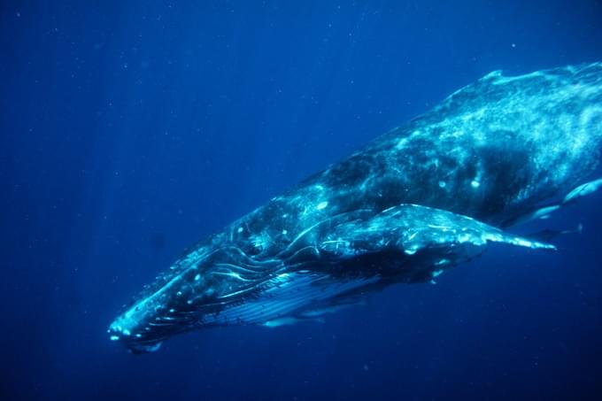 Whale in Tonga