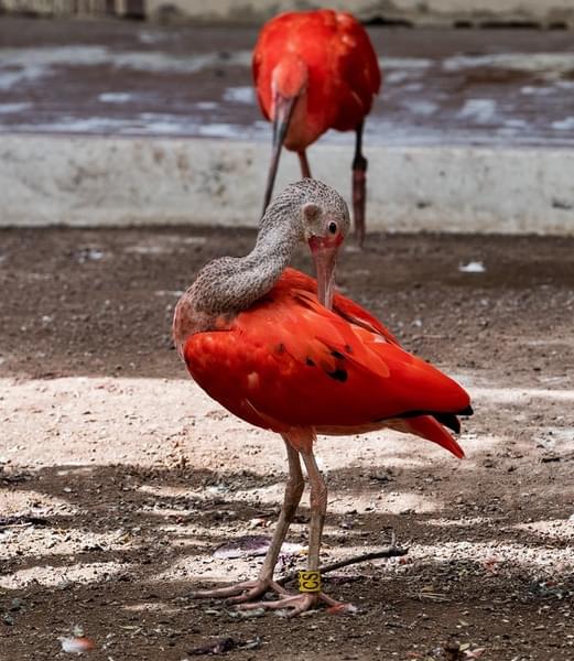 Get awestruck by the colorful birds at the zoo