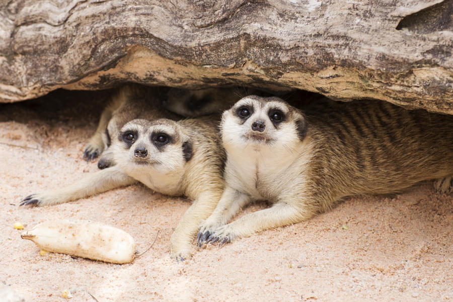 Spot the beautiful meerkats playing around at the Melbourne Zoo