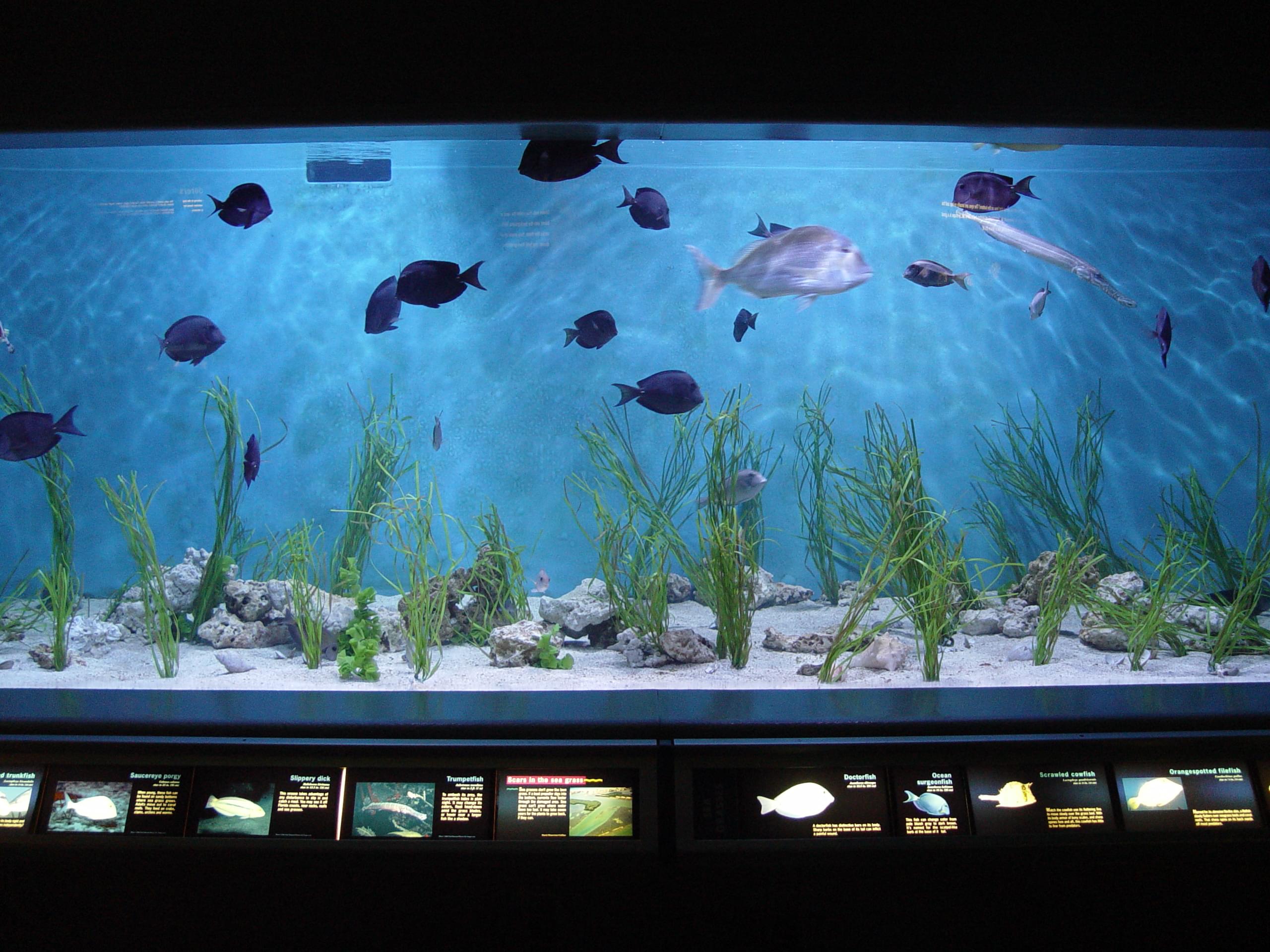 Top Aquariums in Florida