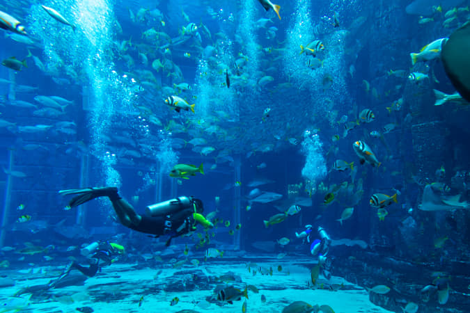 See the magnificent 11 Million Litre Aquarium