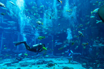 See the magnificent 11 Million Litre Aquarium