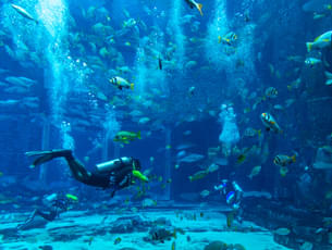 See the magnificent 11 Million Litre Aquarium