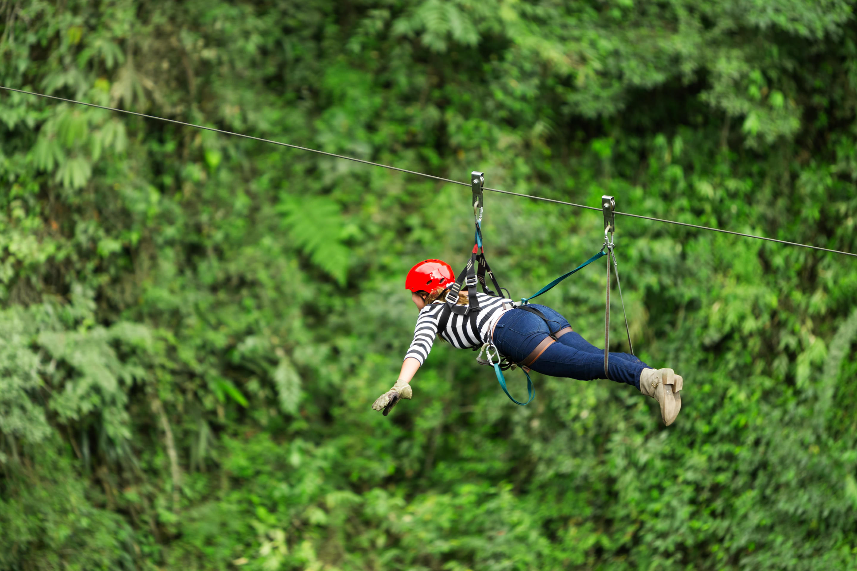 Flying Fox in Dehradun