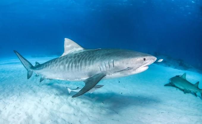 Tiger Shark