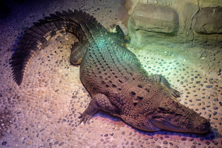 Crocodile Lair