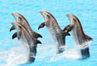 A herd of dolphins