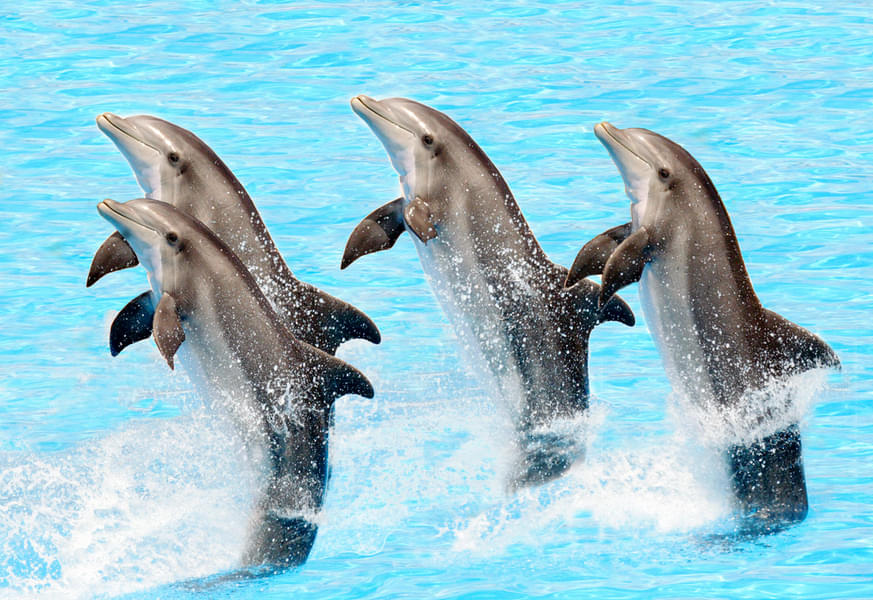 A herd of dolphins