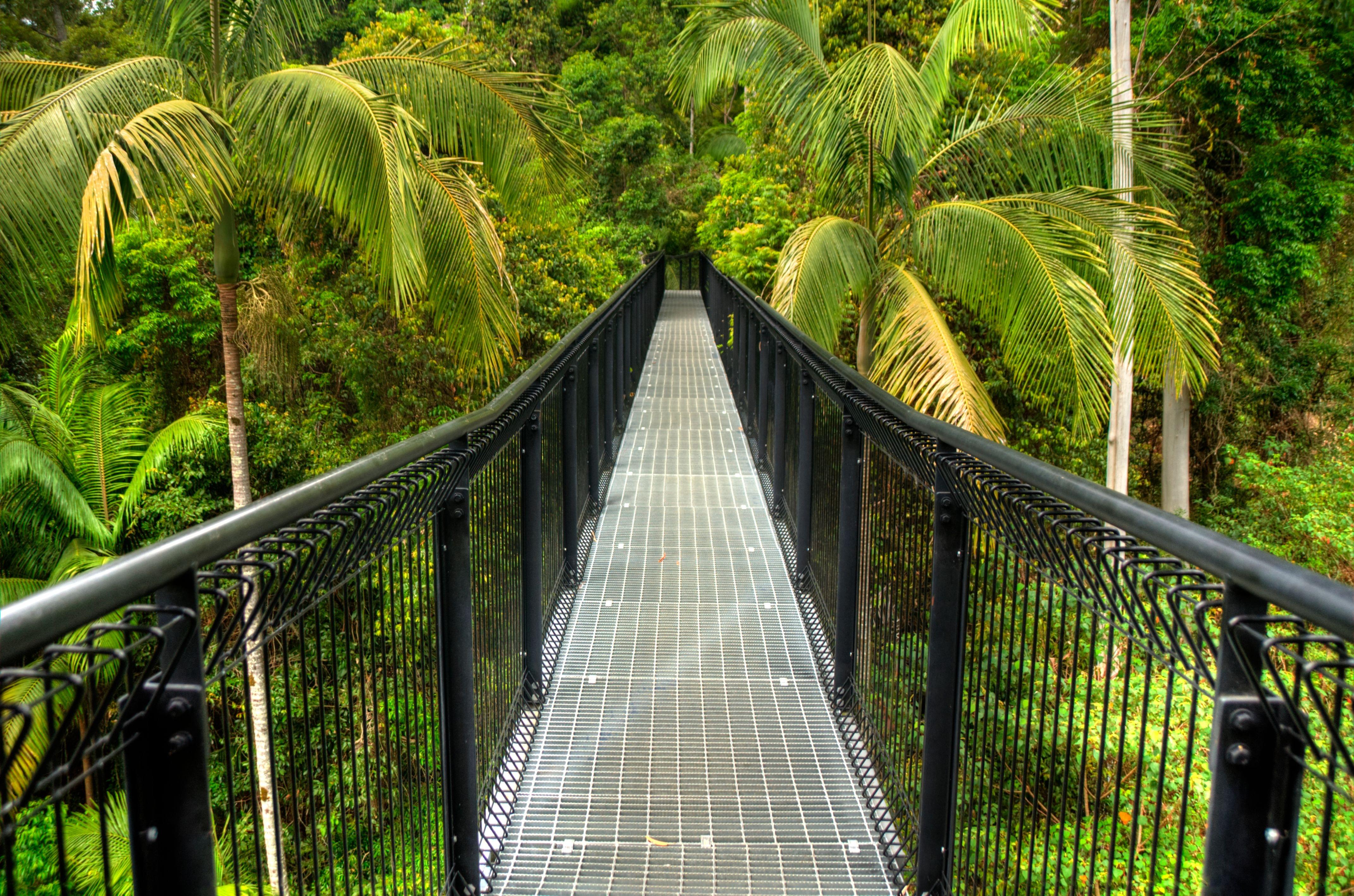 Tamborine Rainforest Skywalk