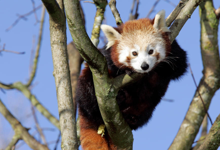 Have you seen Red Panda?