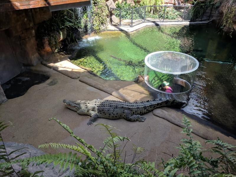 Meet Rocky, the huge saltwater crocodile found in Kakadu Gorge