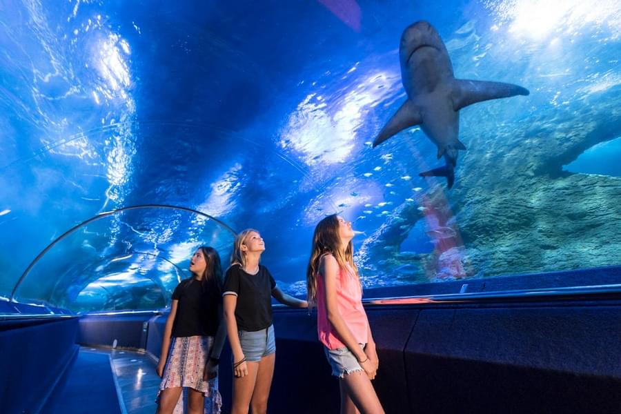 Spend a memroable day at AQWA:The Aquarium of Western Australia
