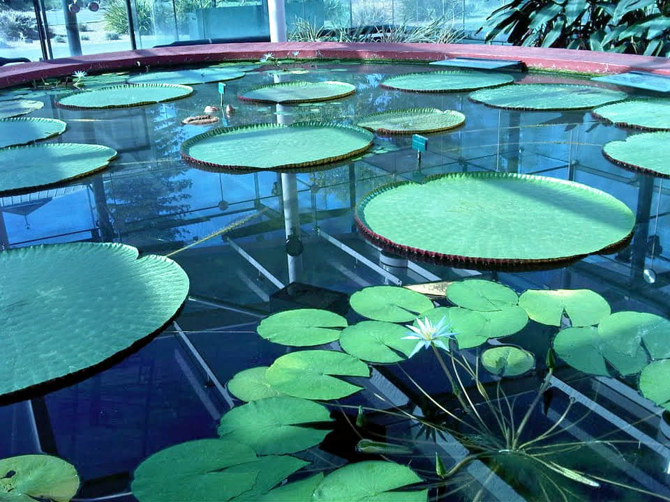 Adelaide Botanic Garden, <em>Adelaide</em>