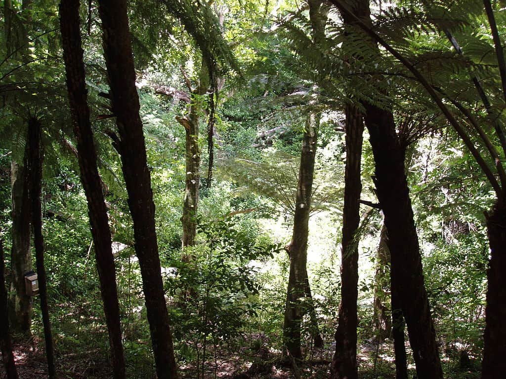 Tiritiri Matangi Island, <em>Auckland</em>