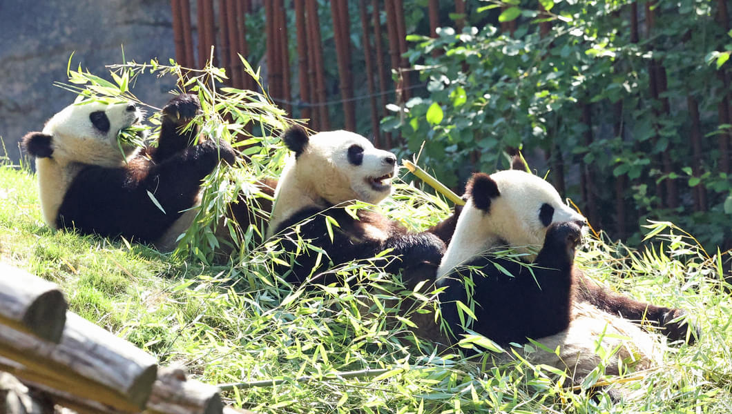 Incredible Encounters: Witnessing the Diversity of Singapore's Wildlife