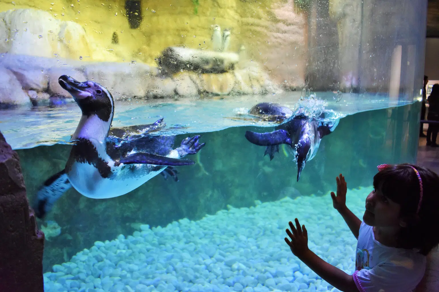 Penguin Encounter