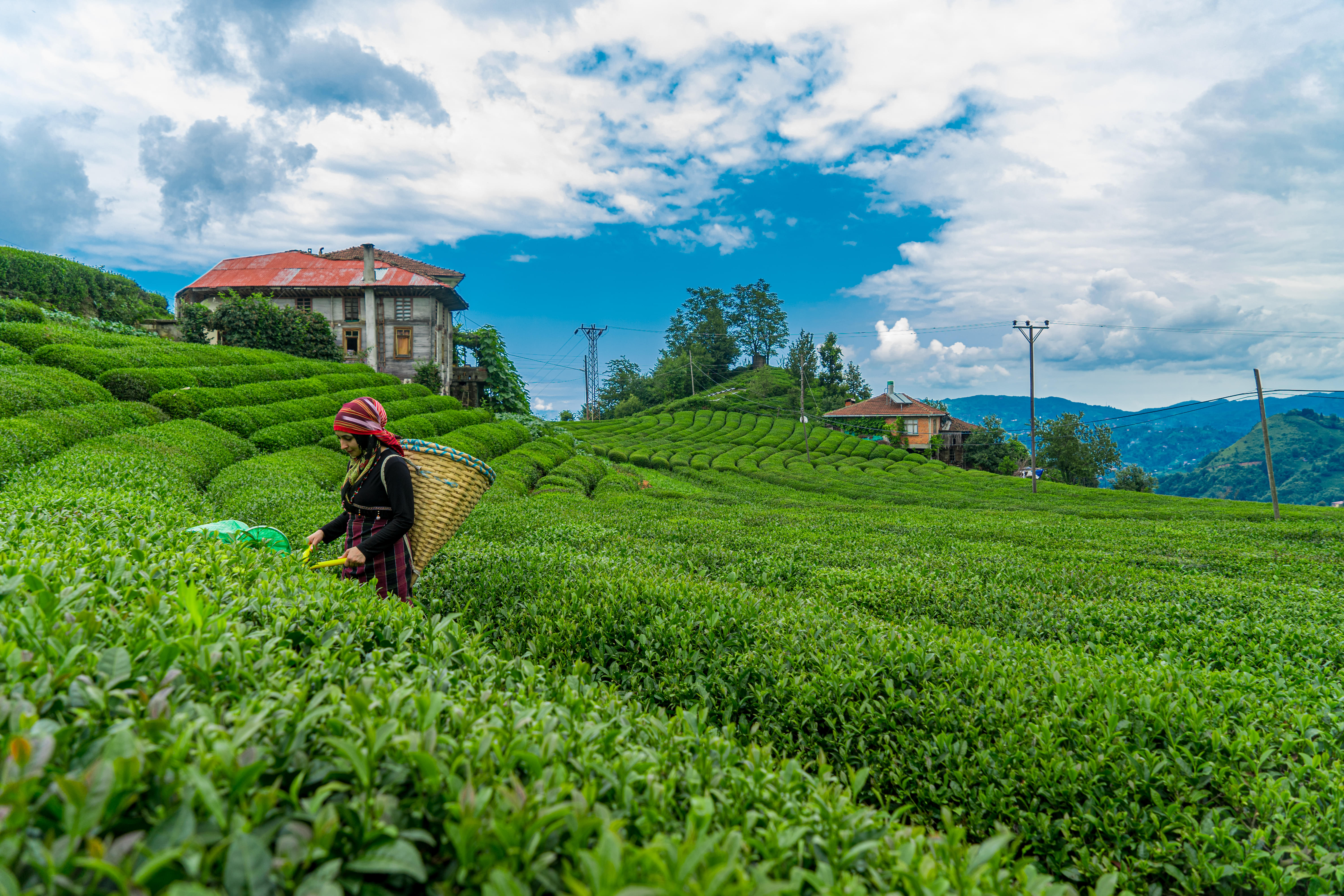 Tea plantations of Munnar