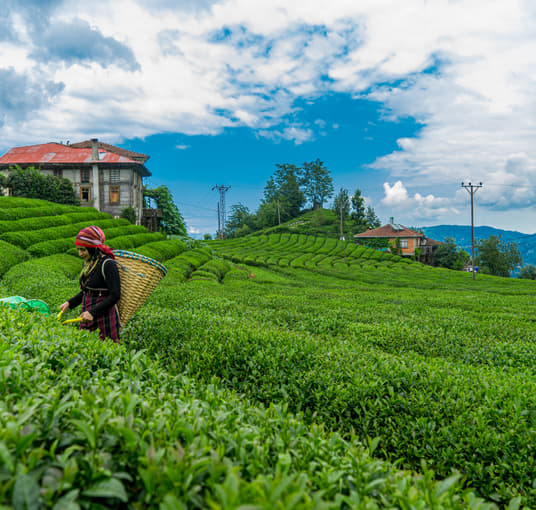 Tea plantations of Munnar