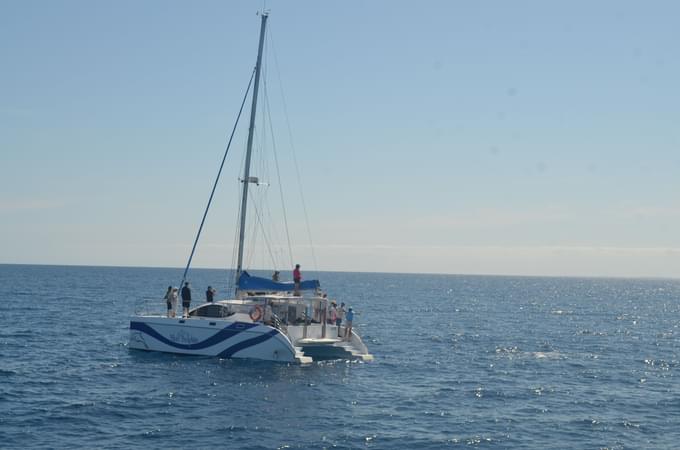 Hervey Bay Whale Watching