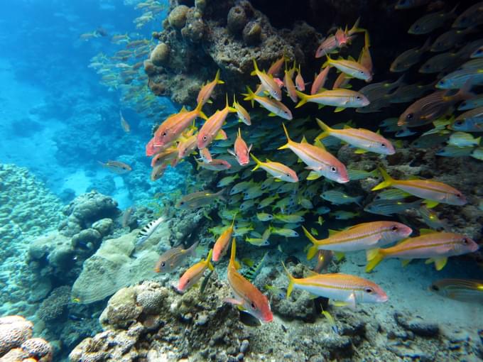 Great Barrier Reef Tours