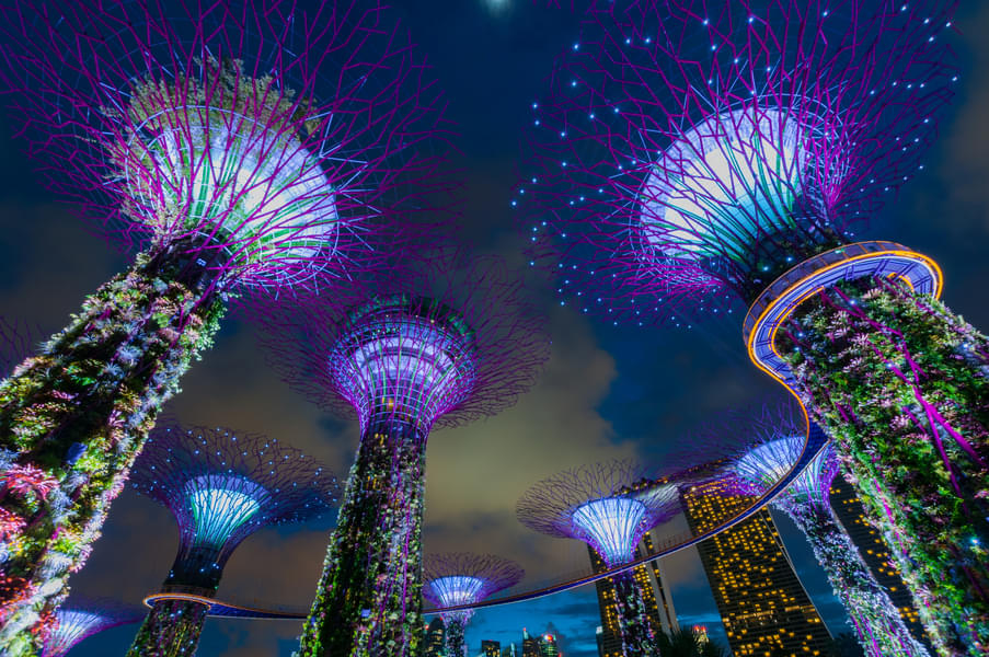 Be awed by the beauty of illuminated Supertrees