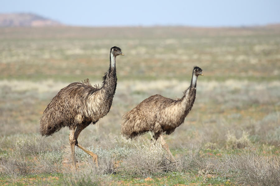 Common Emu