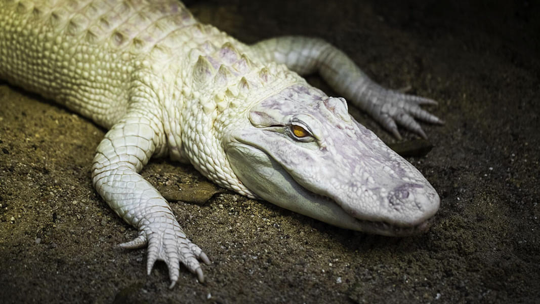 Observe the behavior of Albino crocodile & how it different in look