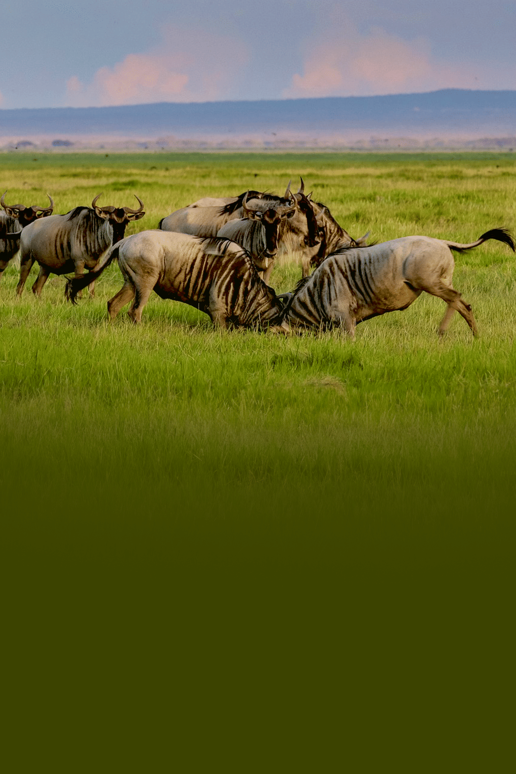 Discover Kenya with Diani Beach | From Wildlife Wonders to Sandy Shores