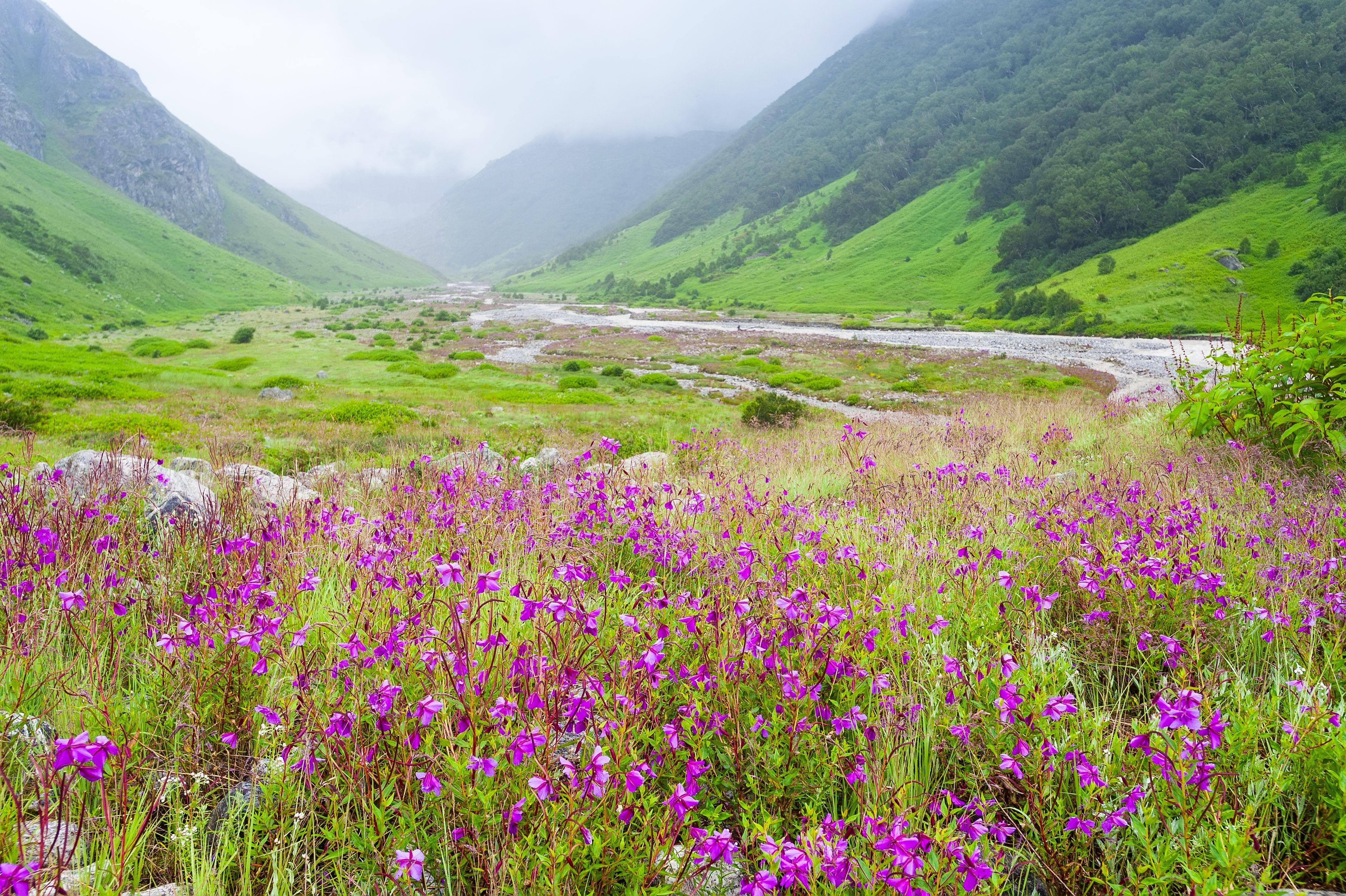 valley of flowers trek