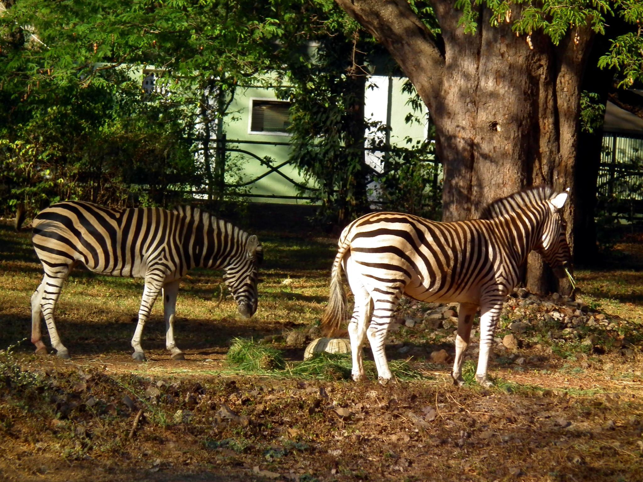 Zebra in Mysore Zoo