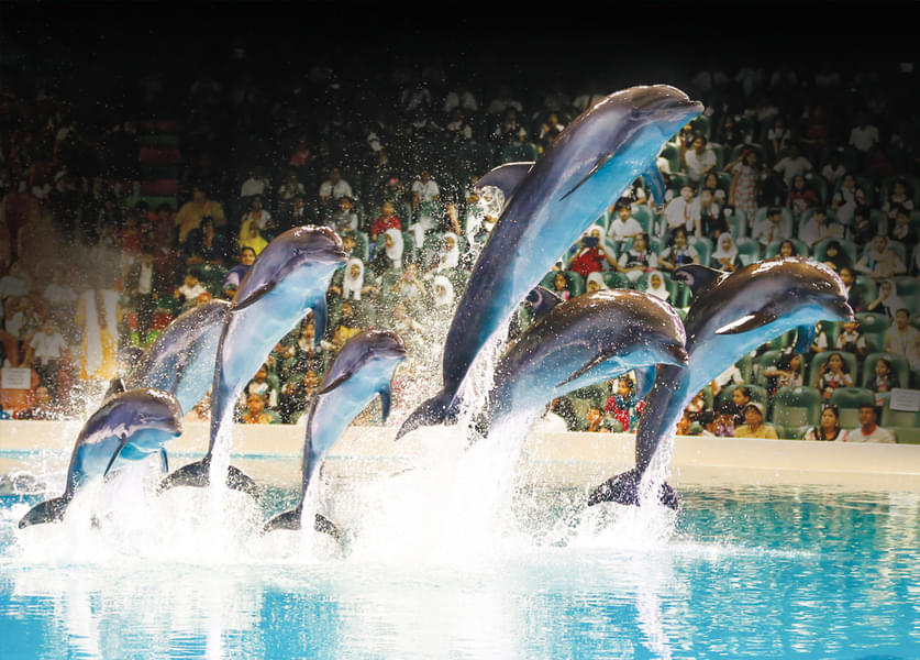 Watch the playful dolphins at Dubai Dolphinarium