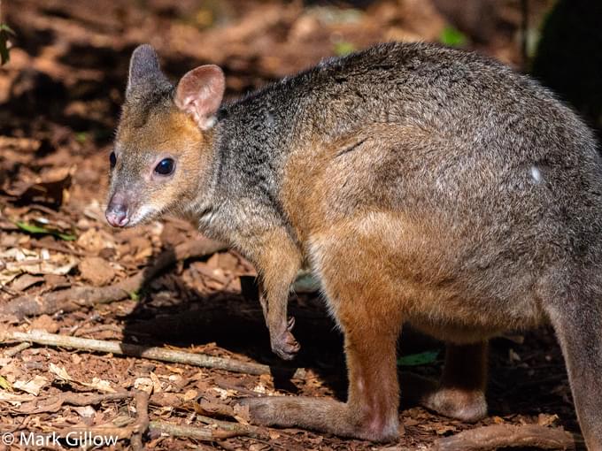 Red Legged Pademelons