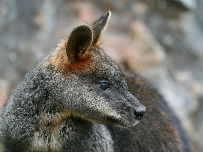 Swamp Wallabies