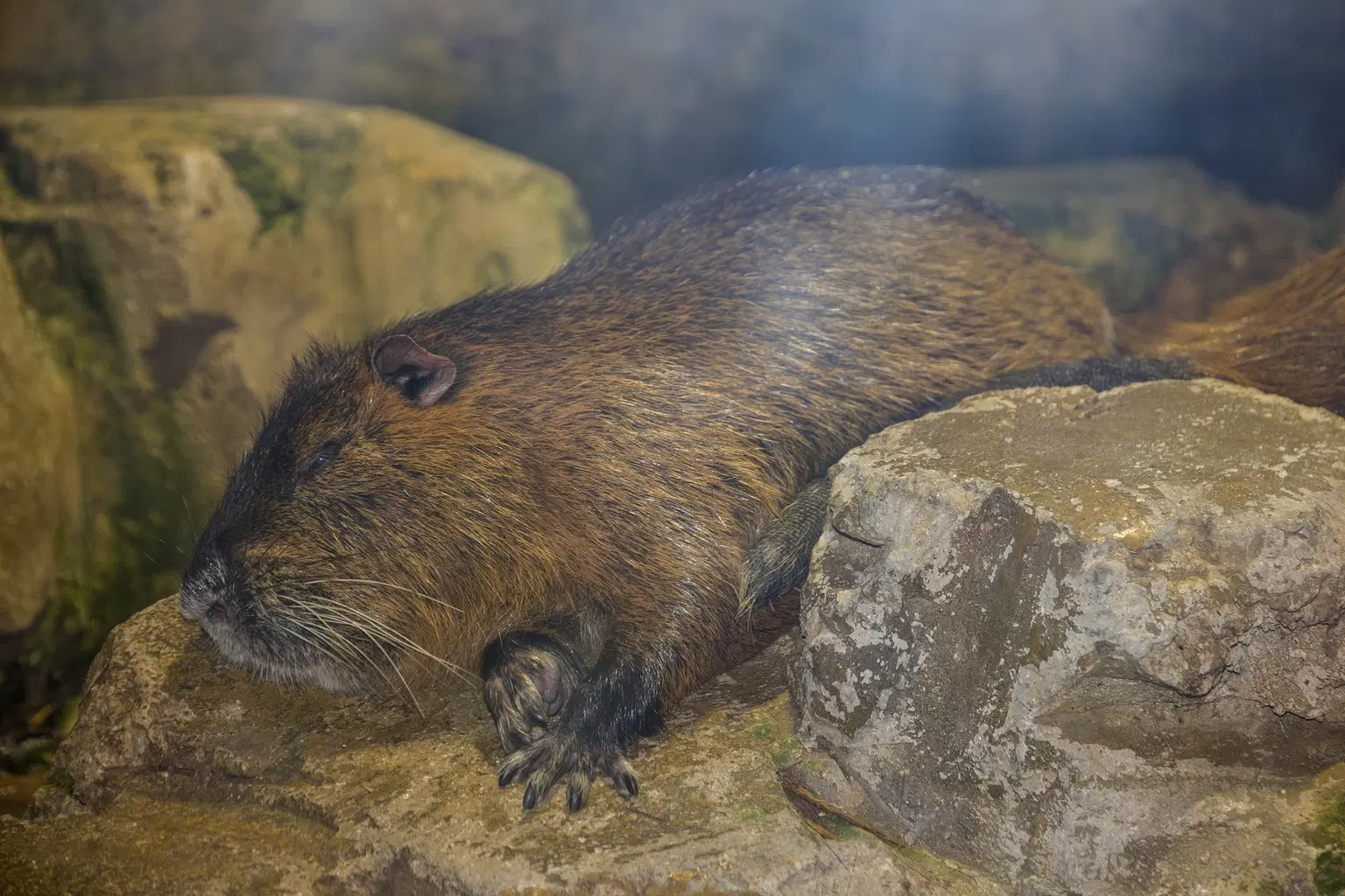 Otter Encounter