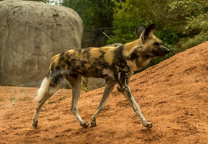 African Painted Dog  Singapore Zoo