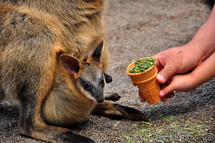 Feed the cute little baby kangaroos