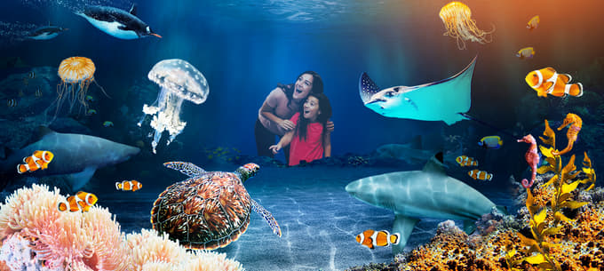 Discover the vibrant and diverse world of coral reefs