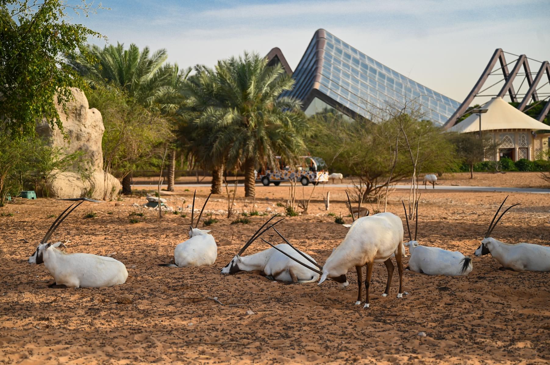 Tips For Visiting Al Ain Zoo