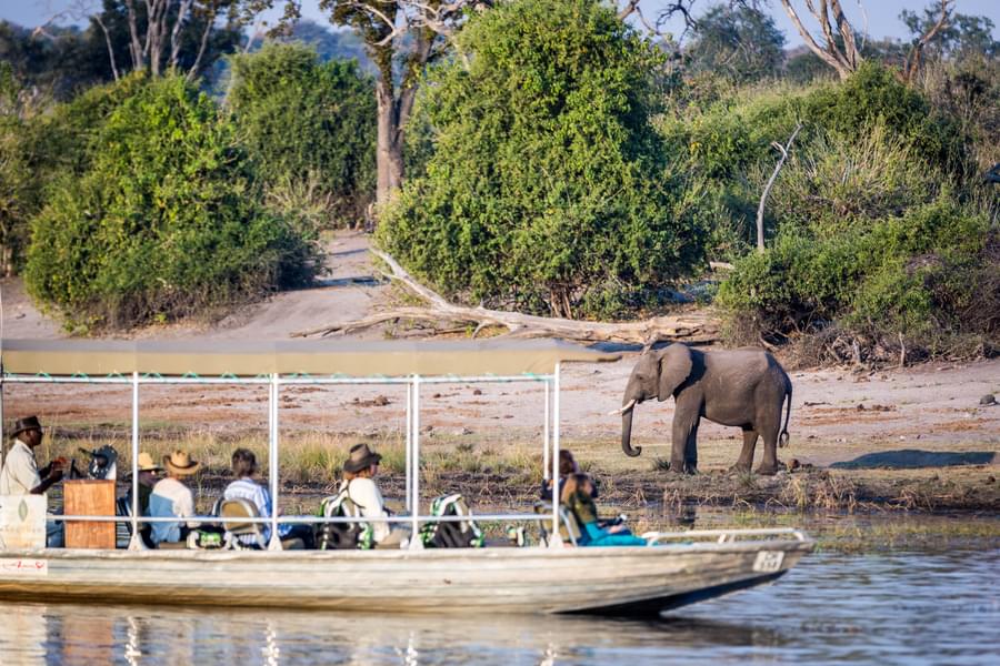 Botswana Honeymoon Safari Image