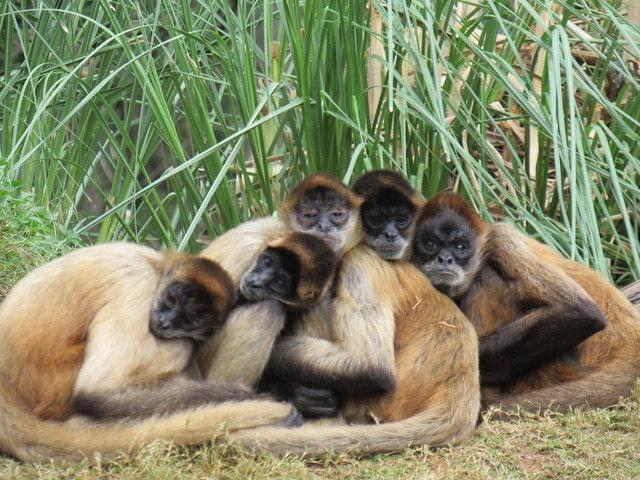 Spider monkey in Zoologico Guadalajara