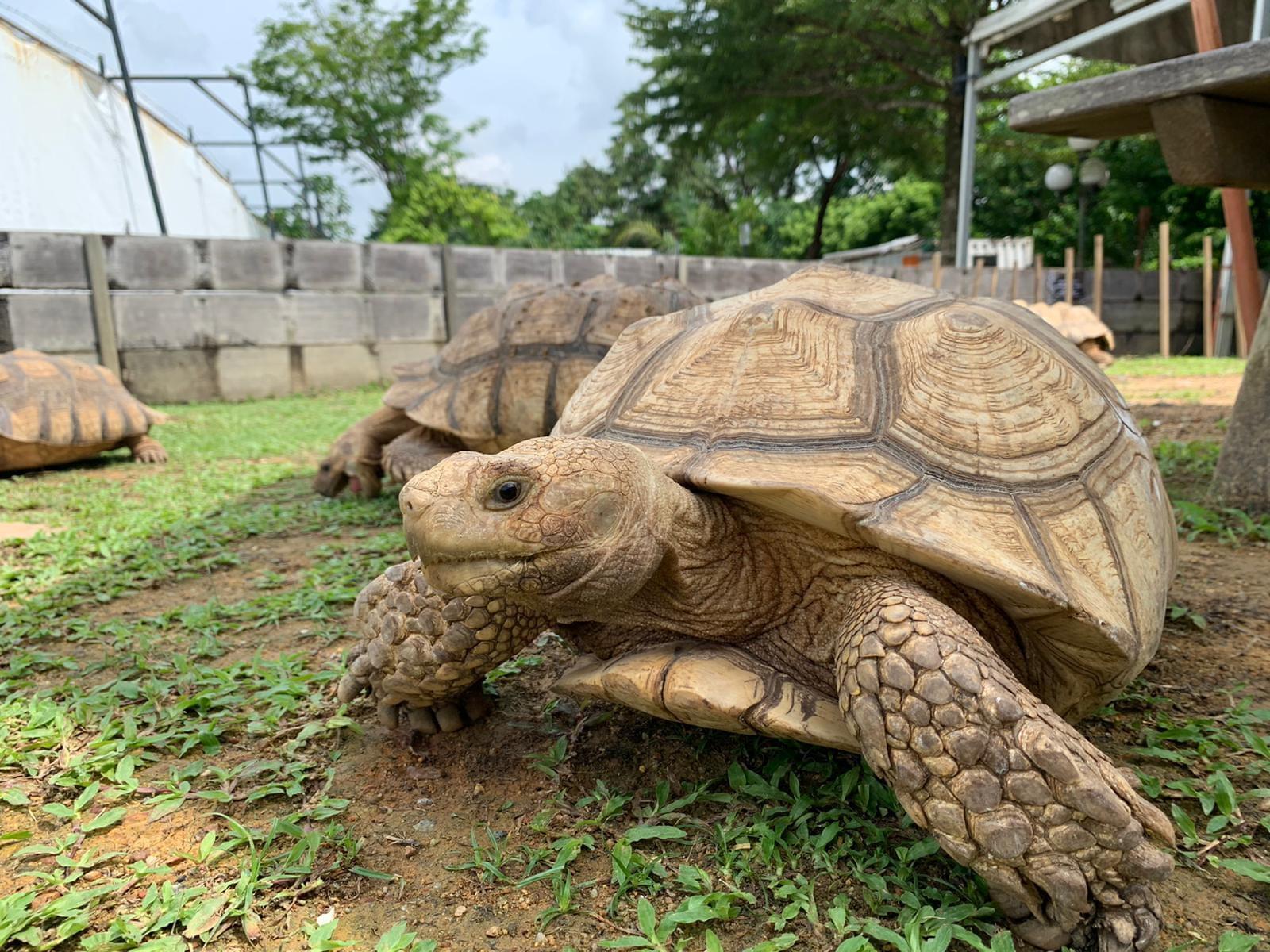 Live Turtle Museum Tickets, Singapore