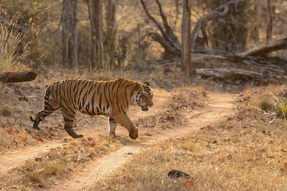 Satpura National Park
