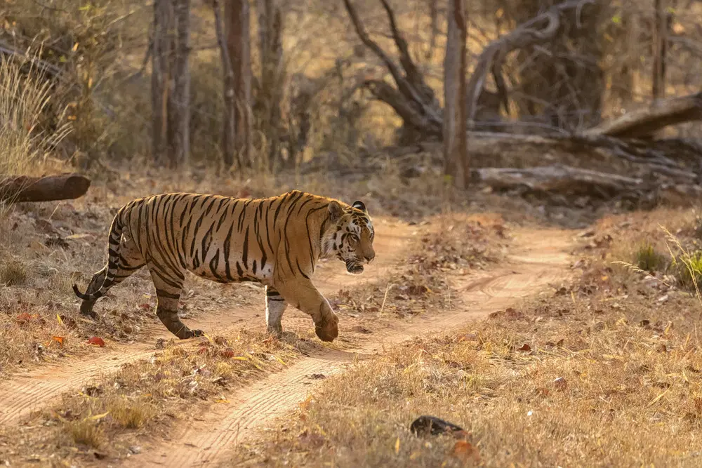 Satpura National Park