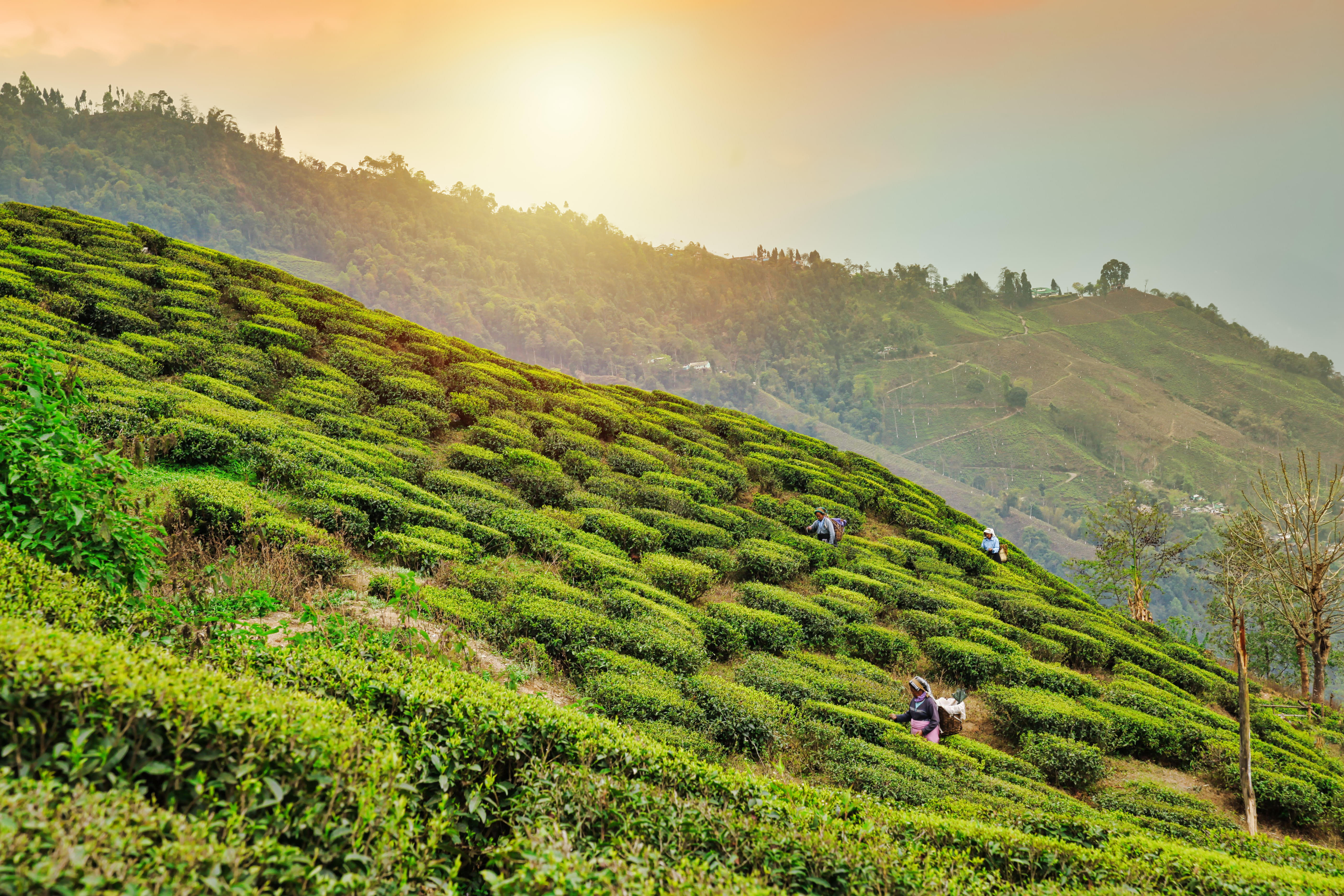 Tea Estates of Darjeeling 