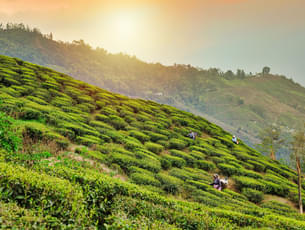 Tea Estates of Darjeeling 