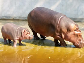 Q56tun1oxe5skfnmwn36qg664der 1587997307 lucknow zoological garden